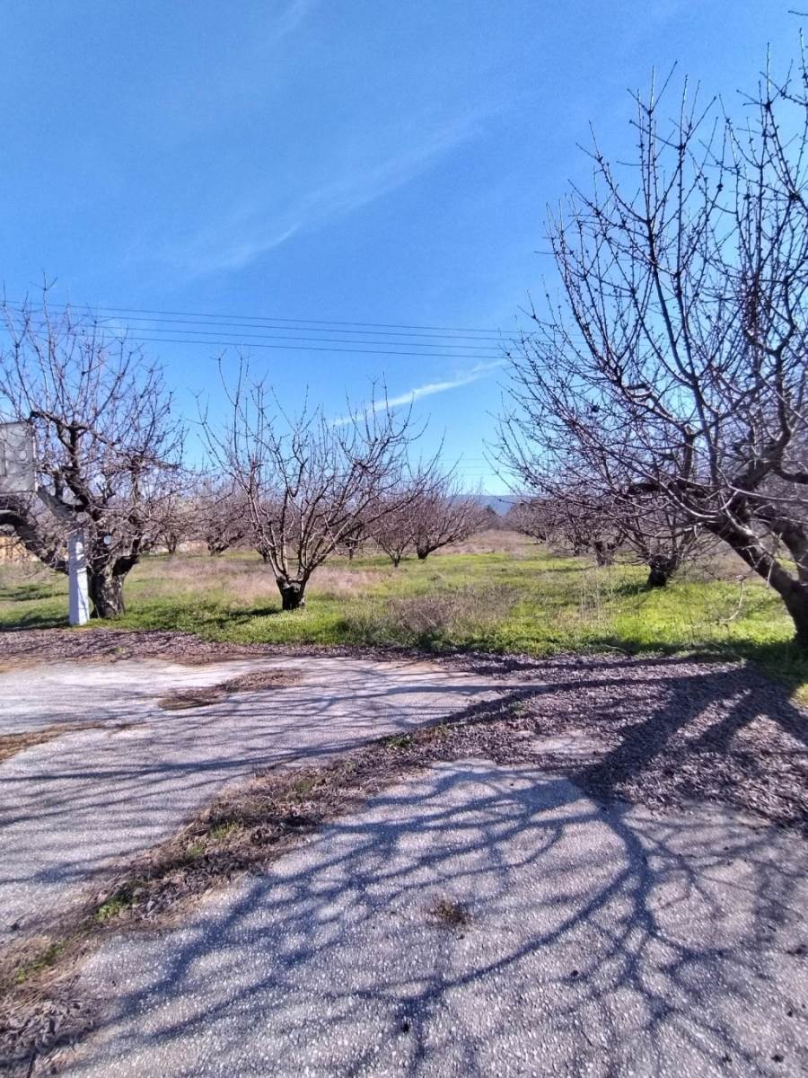 (For Sale) Land Agricultural Land  || Kavala/Filippoi - 8.000 Sq.m, 160.000€ 